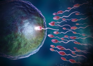 Facts and myths about fertility Facts and myths about fertility